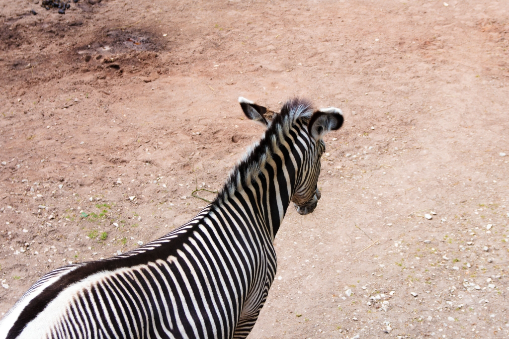 -Only the Back of the Zebra- Canon EOS 60D (Sigma 17-70mm F2.8-4 DC Macro C, 37 mm, f/4.0, 1/250s, ISO100)