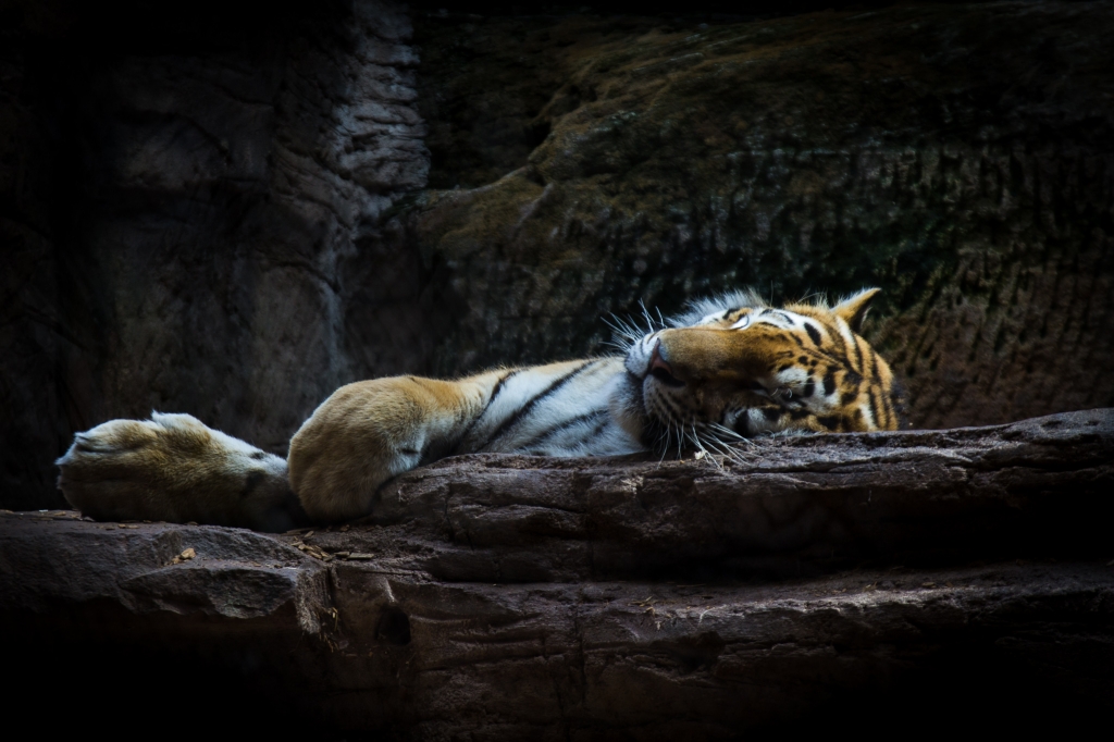 -Tired Tiger- Canon EOS 60D (Sigma 17-70mm F2.8-4 DC Macro C, 70 mm, f/4.0, 1/40s, ISO100)