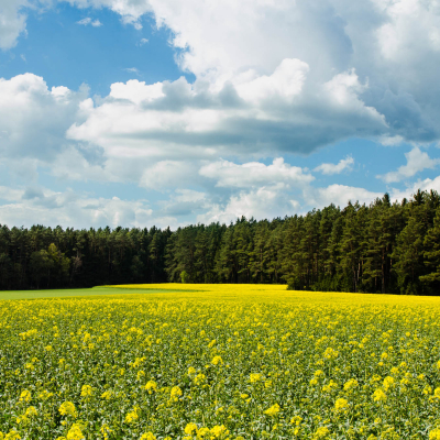 -Canola in Spring [1420]-