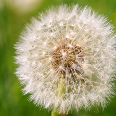 -White Dandelion-